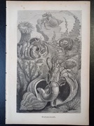 Piękna oryginalna litografia XIX - XX w. - Krab pustelnik