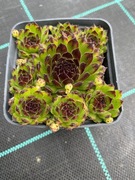 Rojniki nr 13 sadzonka p9