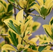 Trzmielina fortunea sunshine