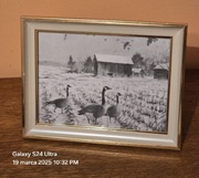 Grafika myśliwska łowiecka polowanie. B5. Gęś. Polowanie na gęsi. Gęgawa.