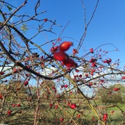 Ocet z owoców dzikiej róży 500 ml