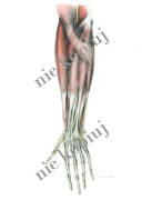 Plakat mięśnie przedramienia strona przednia 50x70