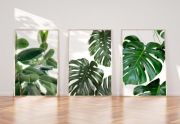 plakat obrazy zieleń monstera motyw roślinny loft