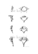 Plakat kręgi szyi: C1, C2, C4, C7 30x40cm