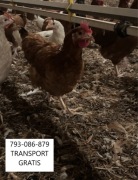 KURY NIOSKI MLODE DOSTAWA GRATIS CAŁA POLSKA