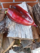 Papryka Comet trail   kolekcjonerska