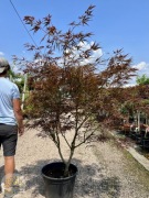 Klon Palmowy / Acer Palmatum Linearifolium / 180cm