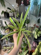 zielistka biało-zielona