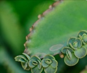 Żyworódka rozmnóżki sadzonki 10szt