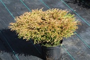 Żywotnik zachodni 'Golden Tuffet', thuja, tuja Golden Tuffet