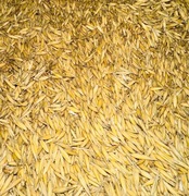 Owies paszowy od rolnika 25 kg/ 22 zł 