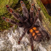 Psalmopoeus irminia - Ptasznik wenezuelski