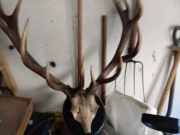 Poroże jeleniowatych z czaszką