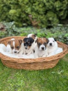 Jack Russell Terrier od # SMARTIE JACKS# PUPPIES już są!