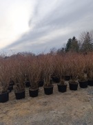 Krzewy drzewa owocowe