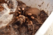 Haplocosmia himalayana SAMICA 2/2,5 DC (CLOSE TO SPIDERS)