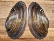 muszla - Polska małża wielka