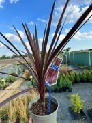 Kordylina (cordylina) australijska RED STAR 