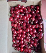 Czereśnia stara poniemiecka odmiana CHWILOWY BRAK TOWARU