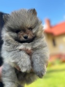 Szpic Miniaturowy FCI po Championie