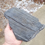 Skamieniałość duży odcisk Sigillaria Syringodendron