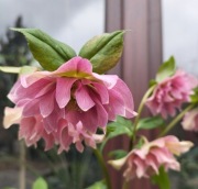 Ciemiernik mix.kol. 10 n nasiona