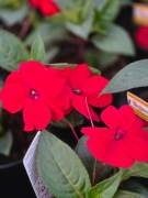 Niecierpek  na słońce Sunpatients New Guinea Rose Glow