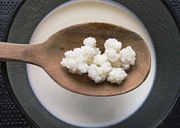 Grzybek tybetański naturalny - ziarno kefirowe