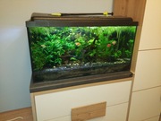 akwarium 112 l z wyposażeniem i obsadą 80x35x40