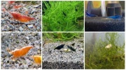 Krewetki Neocaridina 18 sztuk, 9 gatunków. Mix krewetek
