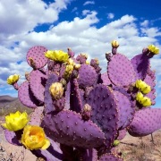 Nasiona Kaktus Fioletowy Opuntia santarita 5 szt. Planeta Nasion