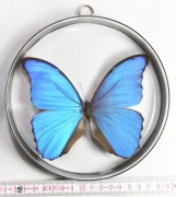 Gablotka Mh6_m3, dwustronna.  Motyl Morpho didius.