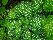 miodunka plamiasta (Pulmonaria officinalis)