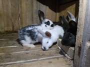 Króliki 4 mies-6 mies oleśnica_ dolny slask