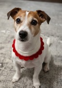 Ręcznie robiony szydełkowy czerwony kołnierzyk dla psa lub kota