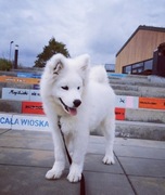 Szczenięta Samoyed FCI po Championie Polski