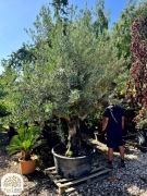 Olea europea, Oliwka europejska, wysokosc 300-350cm, gruby pień