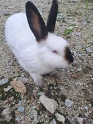 Króliki  kalifornijskie młodzież 