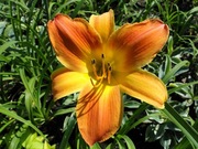 Liliowiec Mozaika C3 - 4 szt. - 84zł