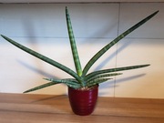 Sansevieria cylindrica boncel