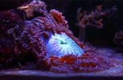 Ukwiał Phymanthus buitendijki
