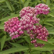 Trojeść krwista miododajna nasiona