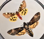 Gablotka ZMtg_Nkr_07 dwustronna motyl Zmierzchnica trupia główka, N. krasa