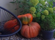 Sprzedam dynie duże i średnie, ekologiczne, ozdoba na Halloween 