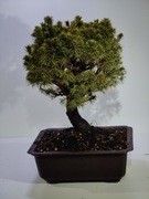 Bonsai Picea Abies, miniaturowy Świerk Unikat!!! LICYTACJA 