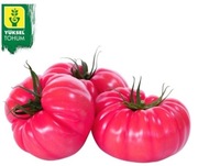 Pomidor Toborossa F1 - Nasiona Holenderskie