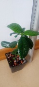Gardenia jasminoides