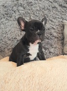 Buldog francuski z rodowodem ,gotowe do odbioru 