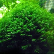 Mech Phoenix Moss Fissidens Fontanus