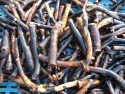 Korzeń żywokostu lekarskiego  świeży 1 kg na stawy , kolana ,zwichnięcia